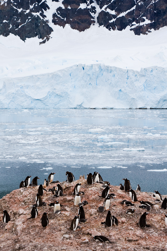 Gentoo Penguin Colony